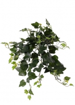 Hedera Gala, 48 cm, UV-bestendig